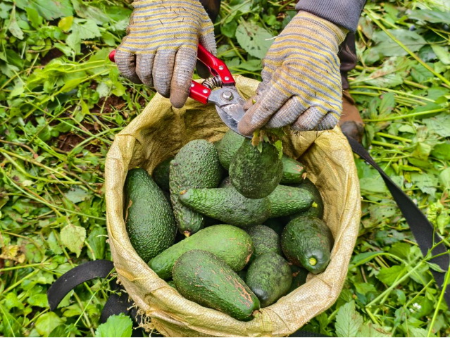 孟連縣娜允鎮，村民在整理收獲的牛油果。王哲攝