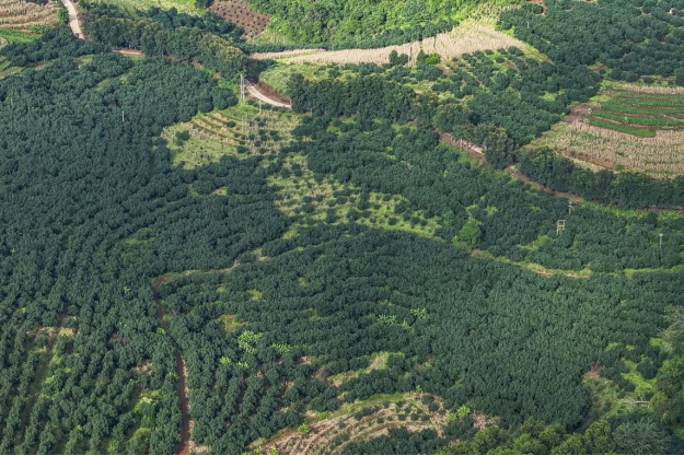 俯瞰孟連縣牛油果園，當地將牛油果作為特色產業。早彥銘攝