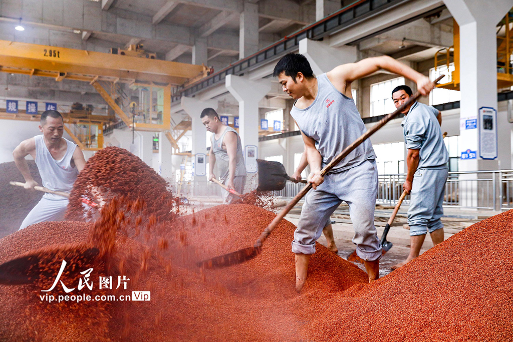 四川瀘州：古法釀酒【4】