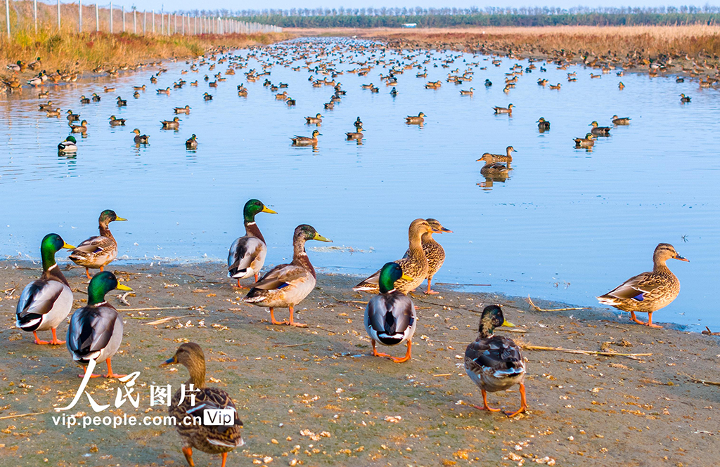 江蘇東臺：大批越冬候鳥飛抵條子泥濕地【4】
