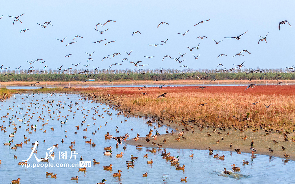 江蘇東臺：大批越冬候鳥飛抵條子泥濕地【2】
