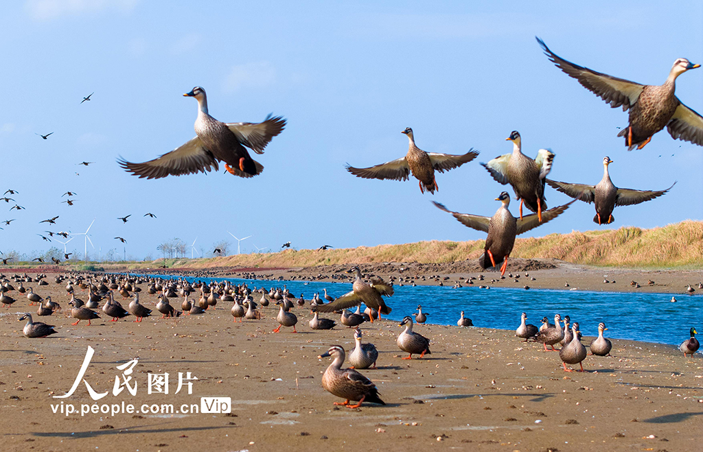 江蘇東臺：大批越冬候鳥飛抵條子泥濕地【6】