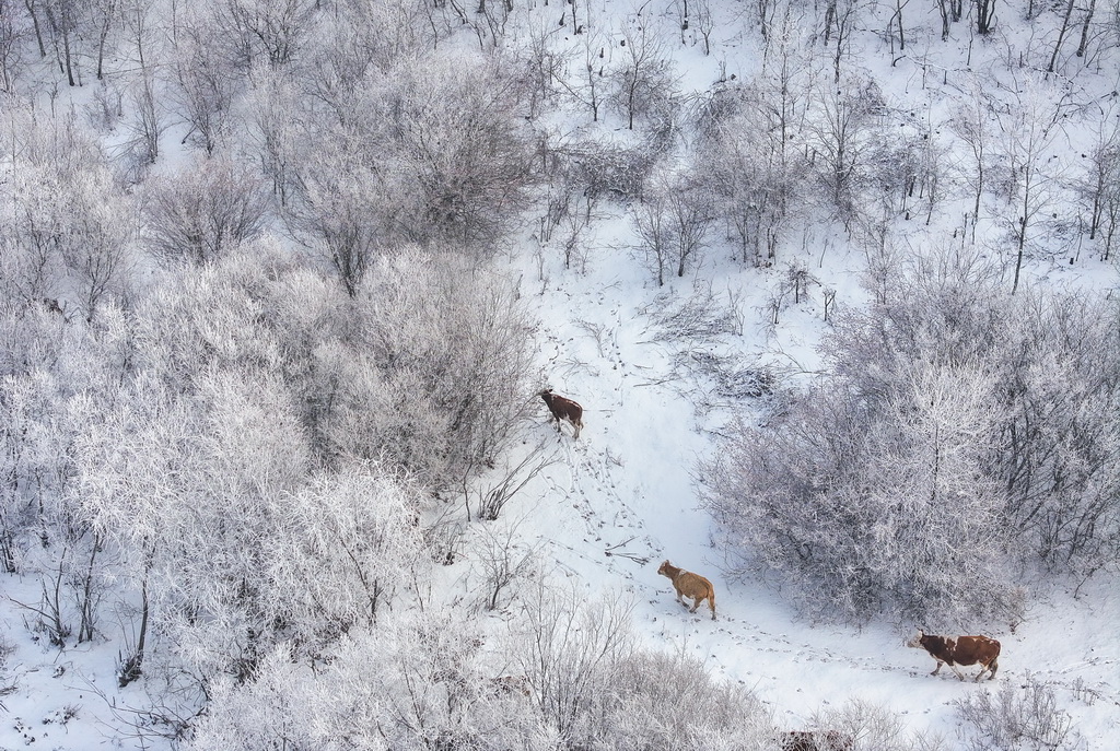 11月14日，在莫力達瓦達斡爾族自治旗，牛群行走在山間小路上（無人機照片）。