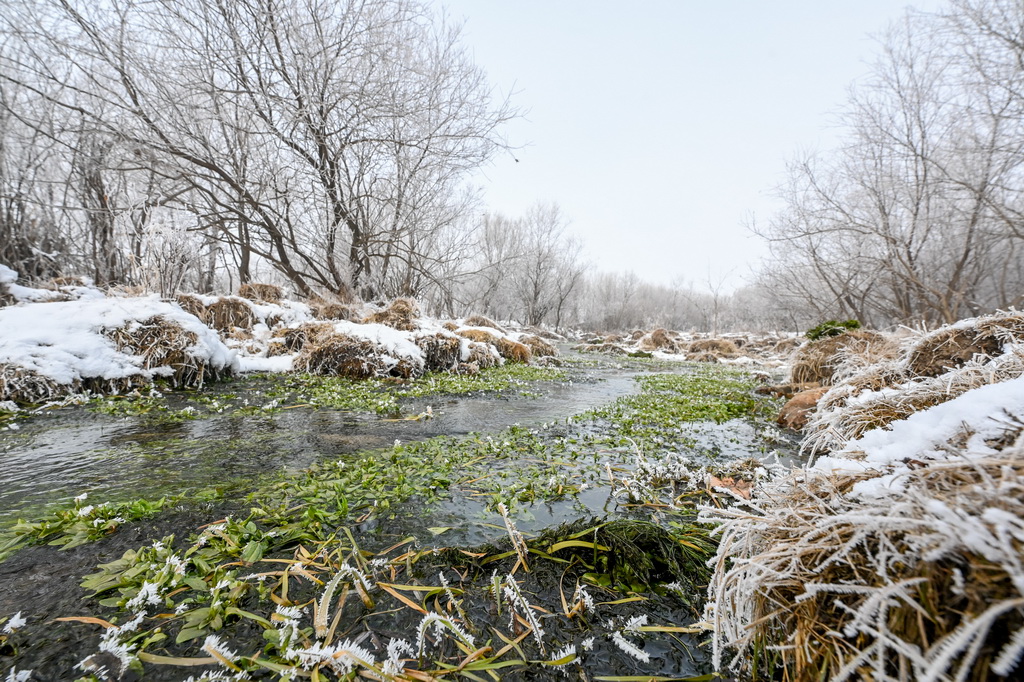 這是11月14日在莫力達瓦達斡爾族自治旗拍攝的霧凇景觀。