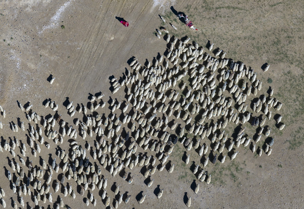 日土縣牧民在放牧白絨山羊（無人機照片，2023年9月21日攝）。新華社記者 姜帆 攝