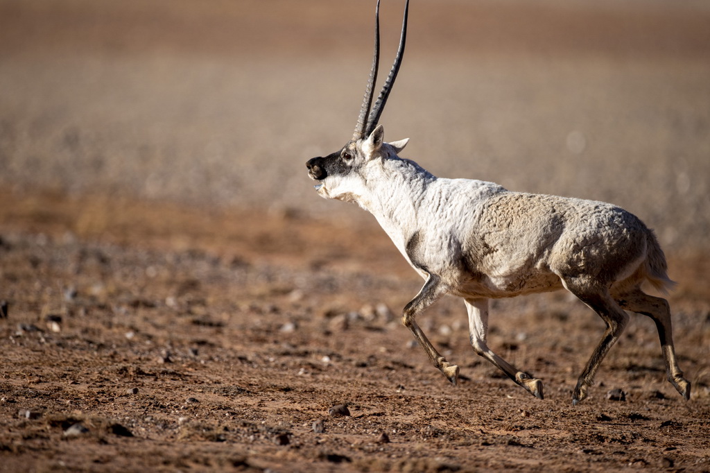 這是一頭雄性藏羚羊，藏羚羊絨曾是沙圖什“指環披肩”的唯一原料（2023年12月17日攝）。新華社記者 姜帆 攝