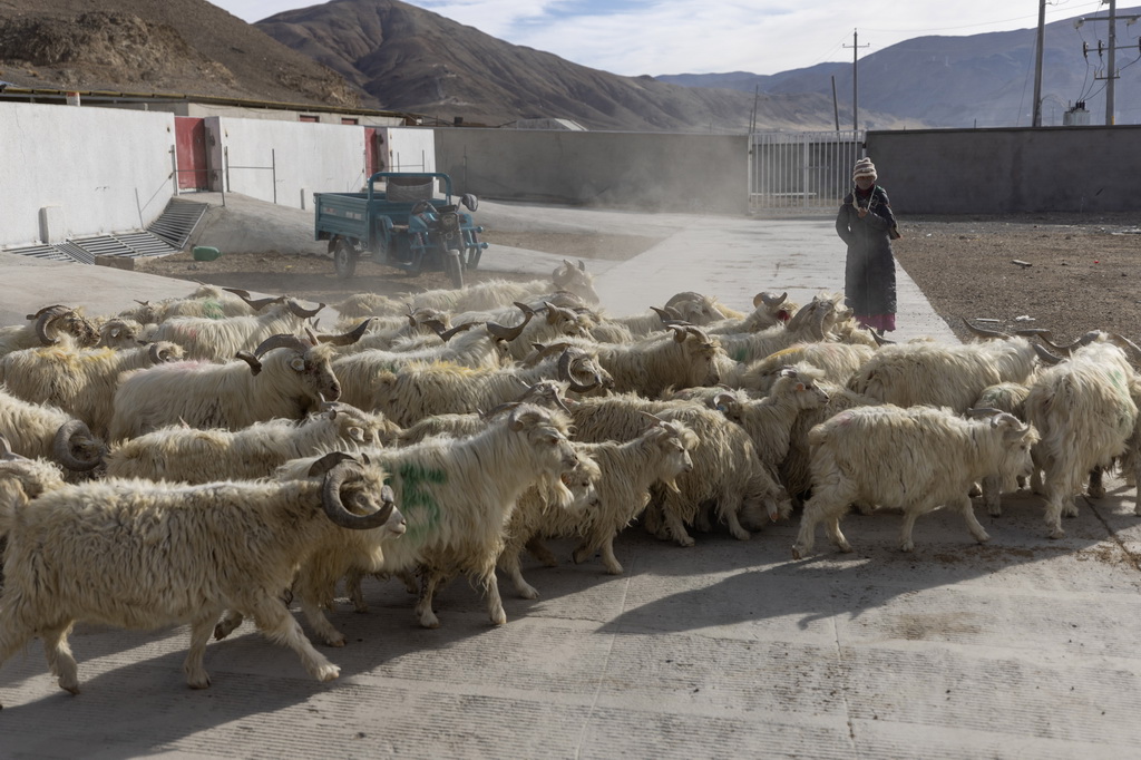 日土縣白絨山羊原種場職工趕著良種羊外出放牧（11月16日攝）。新華社記者 姜帆 攝
