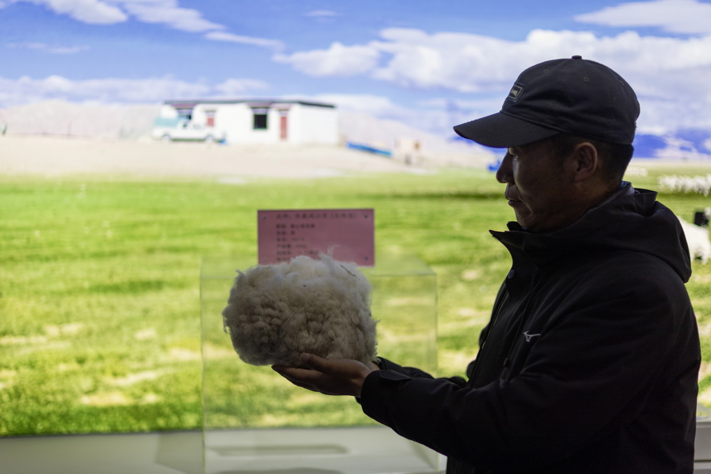 日土縣白絨山羊原種場場長巴久在展示白山羊絨樣品（11月16日攝）。新華社記者 姜帆 攝