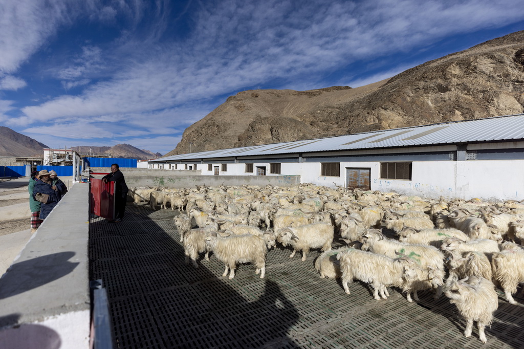 日土縣白絨山羊原種場的職工在照看良種羊（11月16日攝）。新華社記者 姜帆 攝