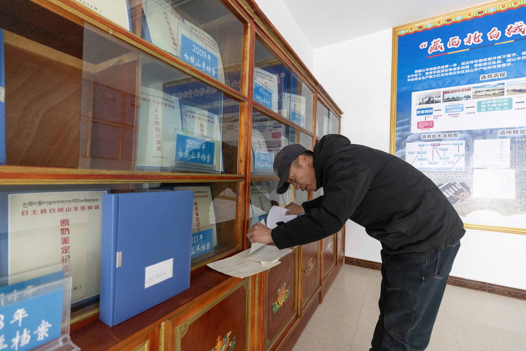 日土縣白絨山羊原種場場長巴久在查看白絨山羊原種檔案。這里的檔案存續了32年，每頭羊的譜系、數據都可以查到（11月16日攝）。新華社記者 姜帆 攝