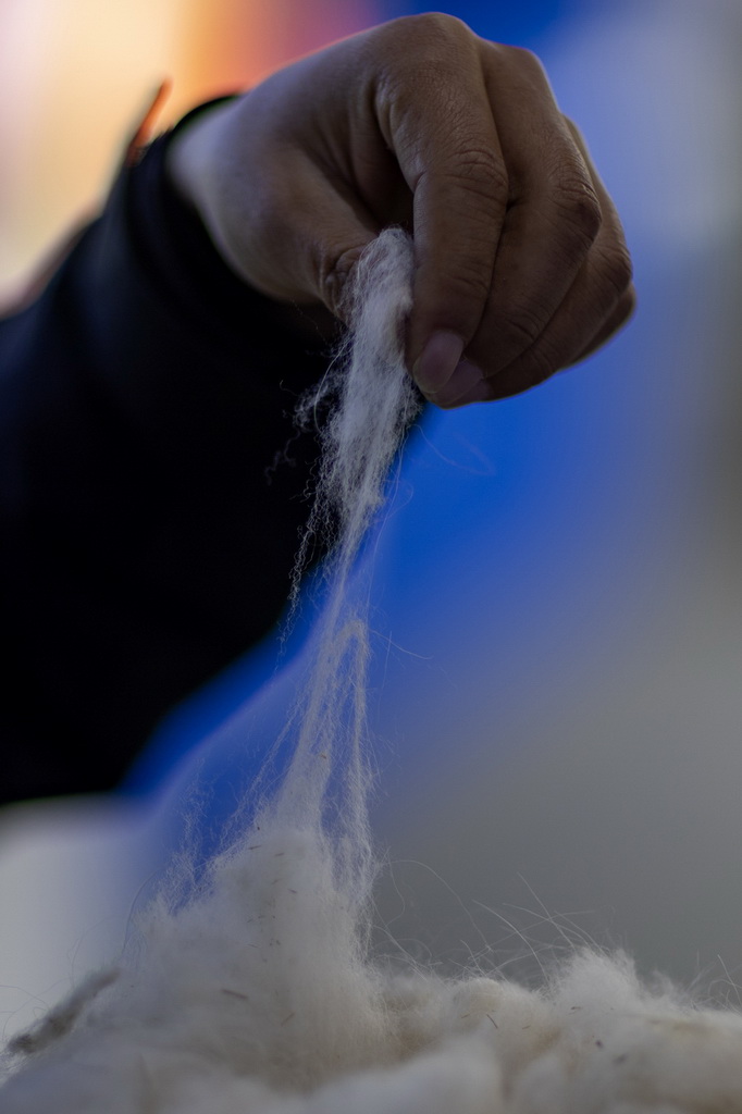 日土縣白絨山羊原種場場長巴久在展示白山羊絨樣品（11月16日攝）。新華社記者 姜帆 攝