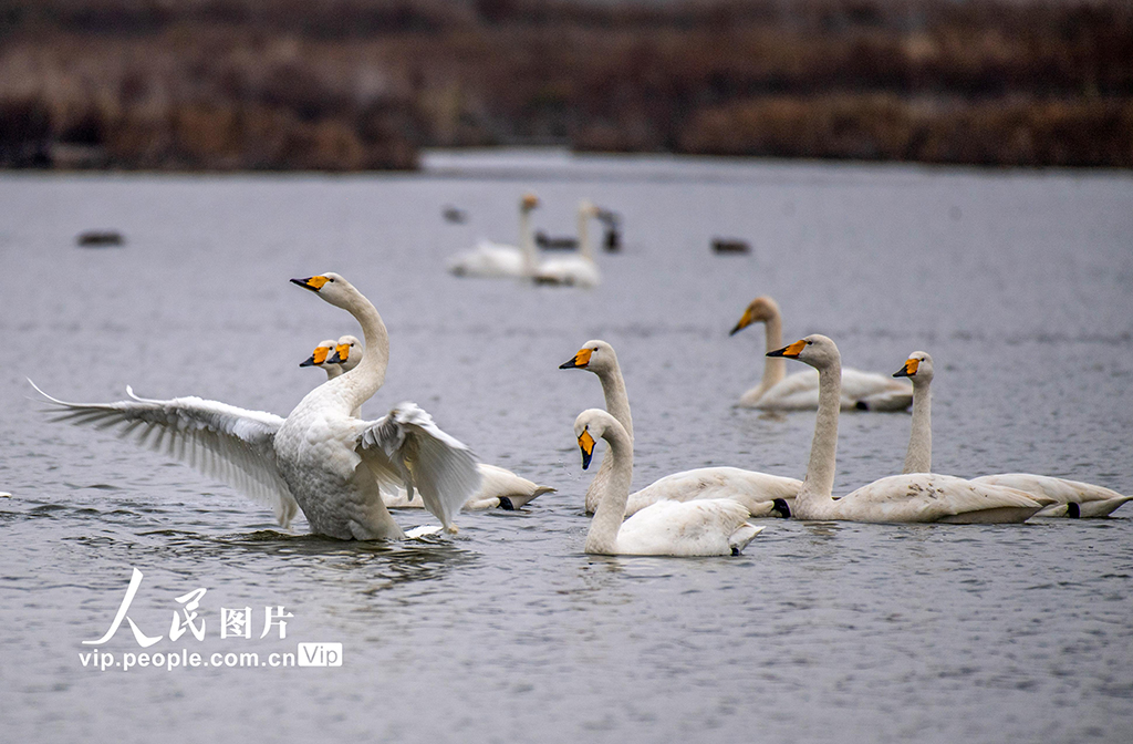 山西運城：天鵝濕地越冬【5】