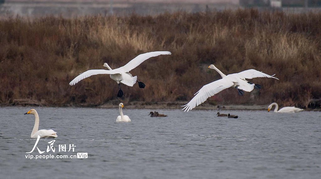 山西運城：天鵝濕地越冬【3】