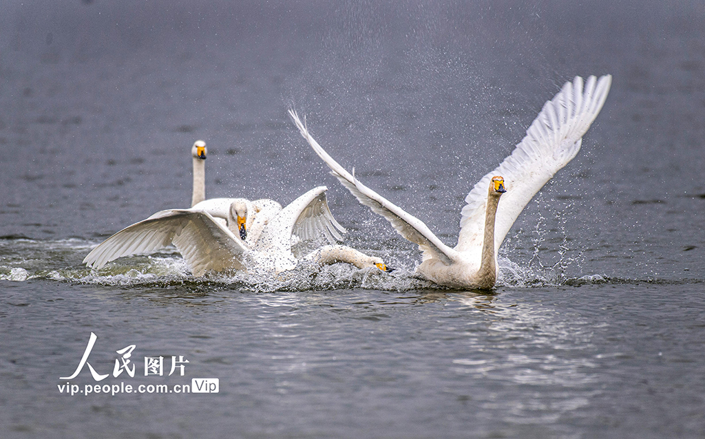 山西運城：天鵝濕地越冬【7】
