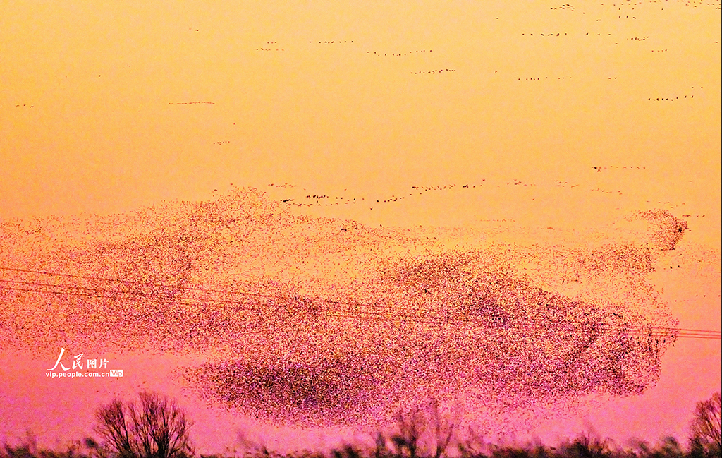 山東東營：黃河入?？诂F“鳥浪”壯觀景象【6】