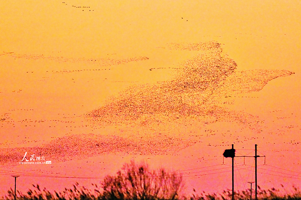 山東東營：黃河入?？诂F“鳥浪”壯觀景象【5】