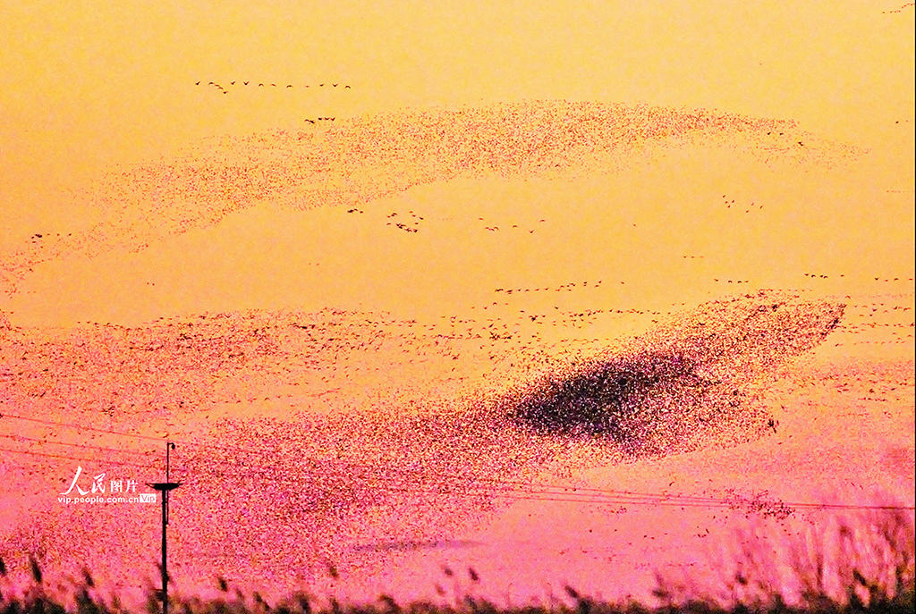 山東東營：黃河入?？诂F“鳥浪”壯觀景象【4】