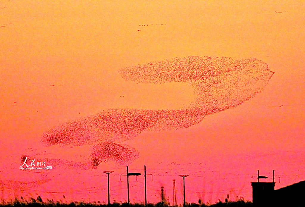 山東東營：黃河入?？诂F“鳥浪”壯觀景象【2】