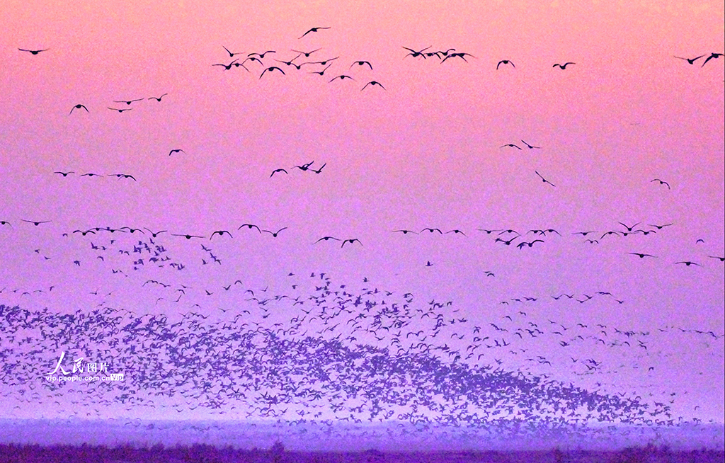 山東東營：黃河入?？诂F“鳥浪”壯觀景象【8】