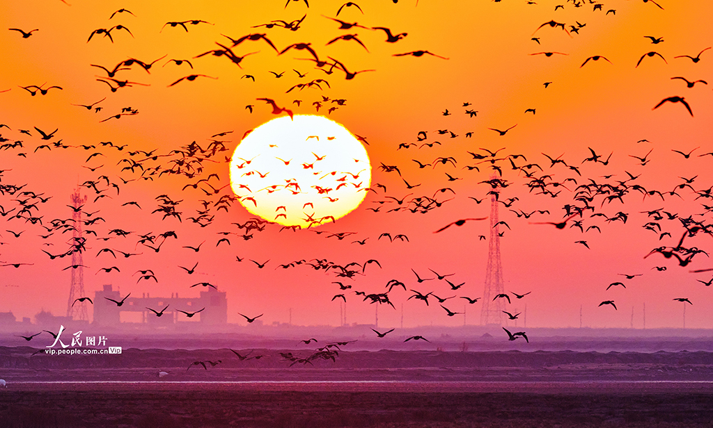 山東東營：黃河入?？诂F“鳥浪”壯觀景象【3】