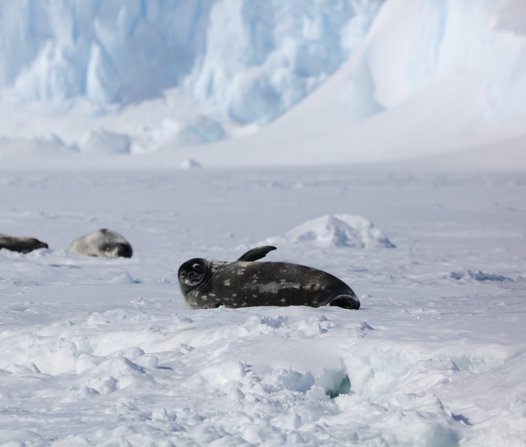 南極中山站附近的海豹（12月1日攝）。新華社記者 黃韜銘 攝