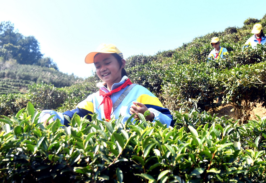 在梧州市蒼梧縣六堡鎮塘平小學“紅領巾茶園”，學生在采茶（12月3日攝）。