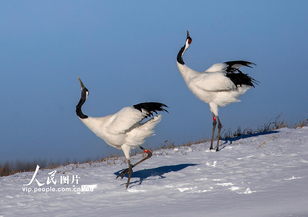 黑龍江齊齊哈爾：扎龍自然保護區鶴舞飛翔【2】