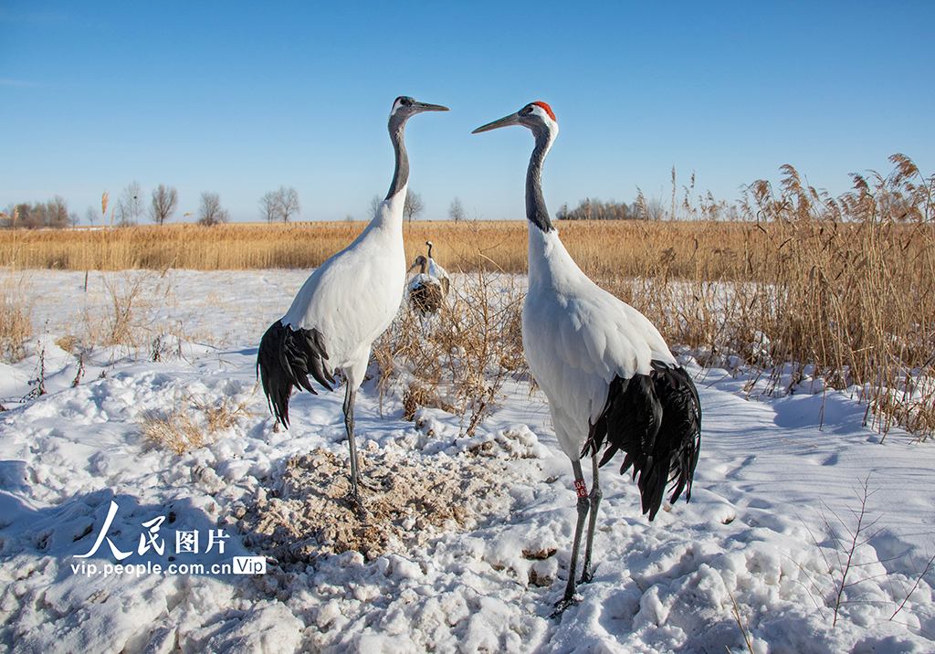 黑龍江齊齊哈爾：扎龍自然保護區鶴舞飛翔【4】