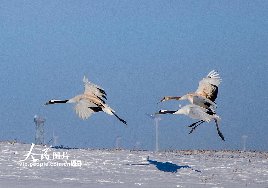 黑龍江齊齊哈爾：扎龍自然保護區鶴舞飛翔【6】