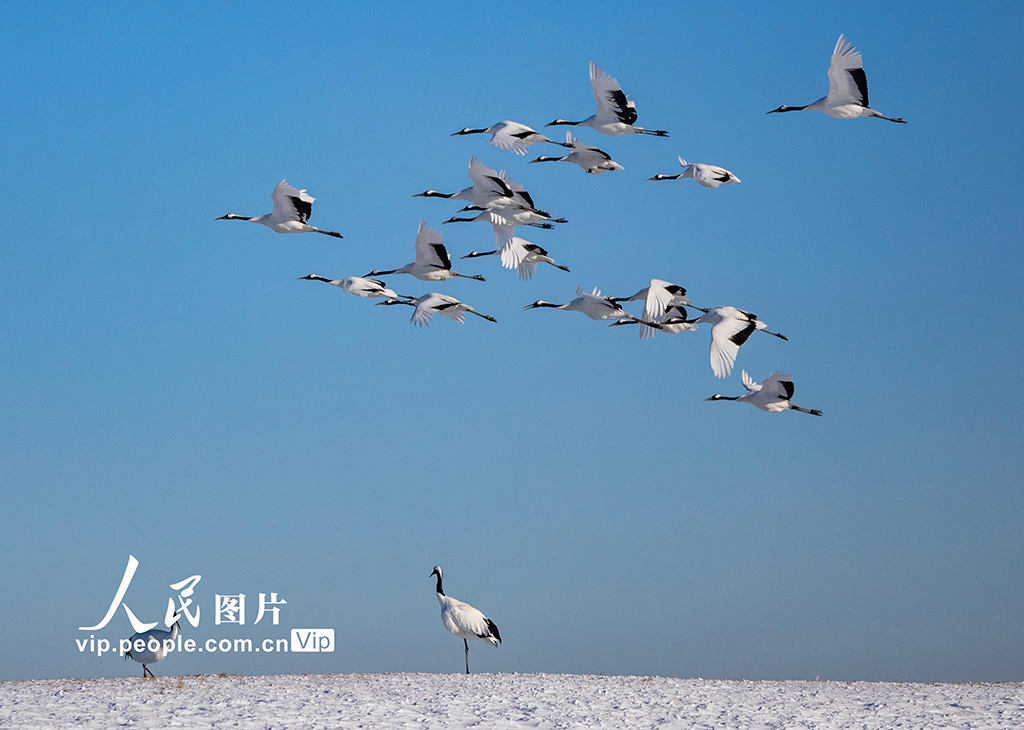 黑龍江齊齊哈爾：扎龍自然保護區鶴舞飛翔【7】