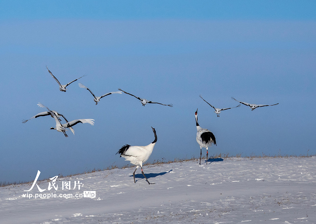 黑龍江齊齊哈爾：扎龍自然保護區鶴舞飛翔【8】