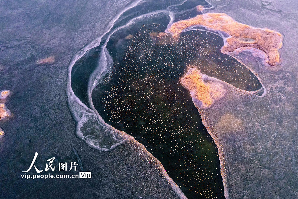 內蒙古呼和浩特：“塞外千島湖” 候鳥舞翩躚【2】