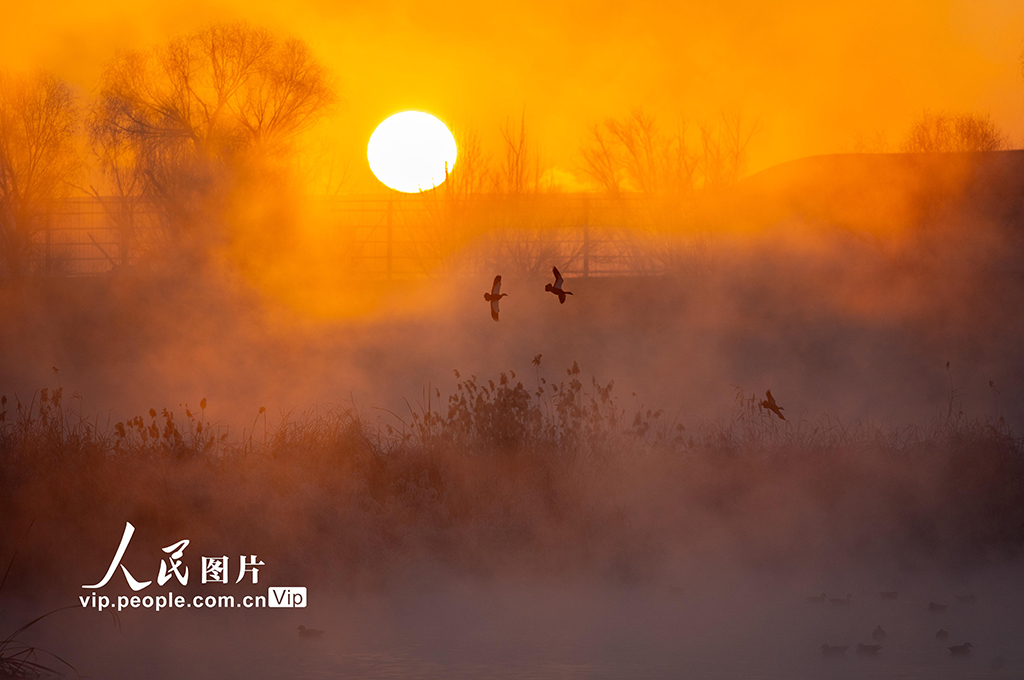 內蒙古呼和浩特：“塞外千島湖” 候鳥舞翩躚【3】