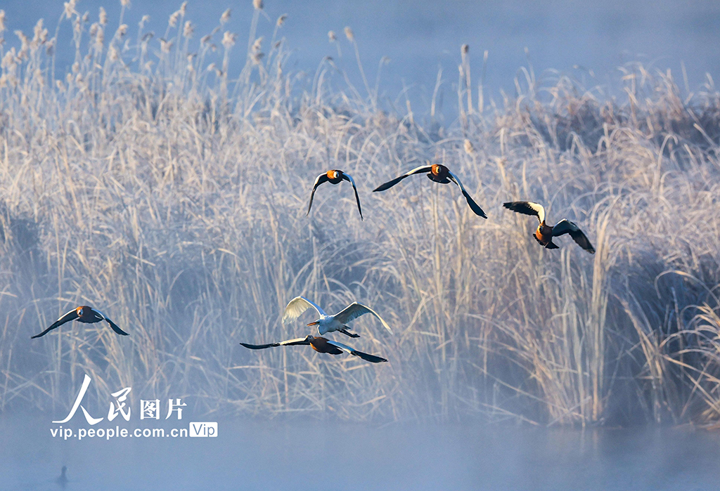 內蒙古呼和浩特：“塞外千島湖” 候鳥舞翩躚【4】