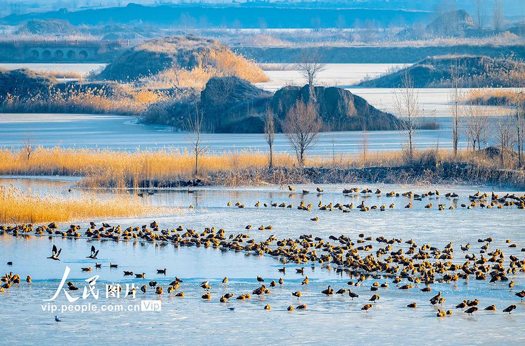 內蒙古呼和浩特：“塞外千島湖” 候鳥舞翩躚【6】