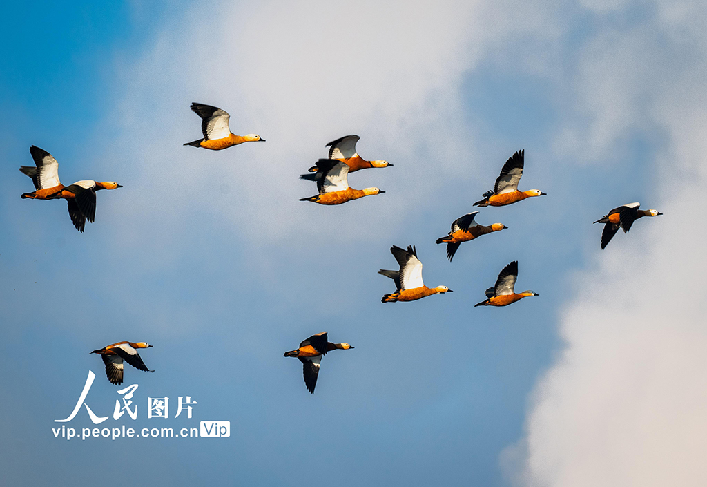 內蒙古呼和浩特：“塞外千島湖” 候鳥舞翩躚【11】