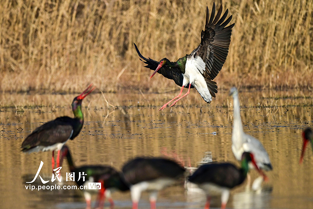 河南洛陽：黑鸛現身黃河濕地【4】