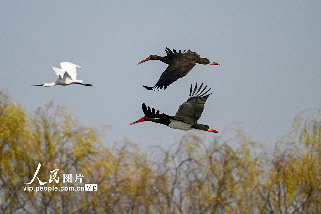河南洛陽：黑鸛現身黃河濕地【3】