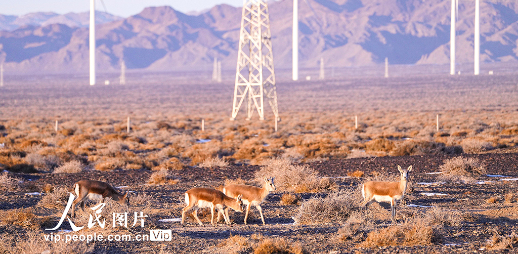 新疆兵團：黃羊現身北塔山【2】