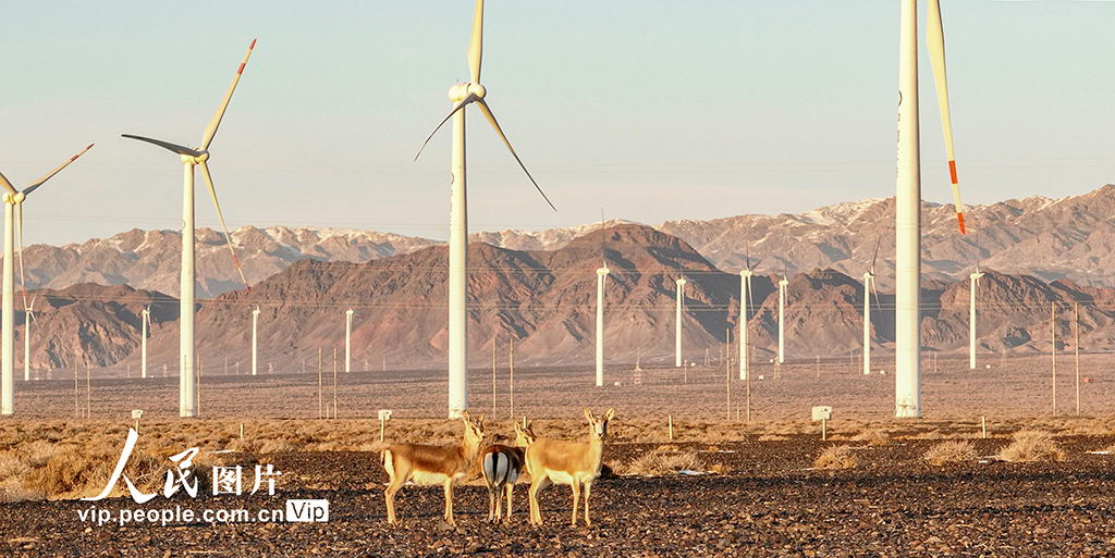 新疆兵團：黃羊現身北塔山【3】