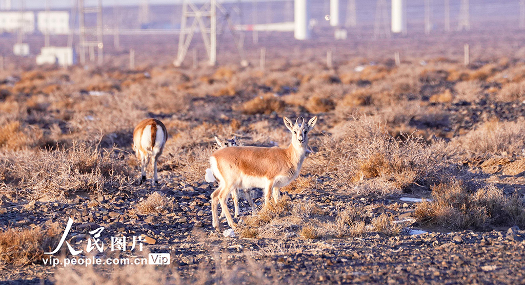 新疆兵團：黃羊現身北塔山【4】
