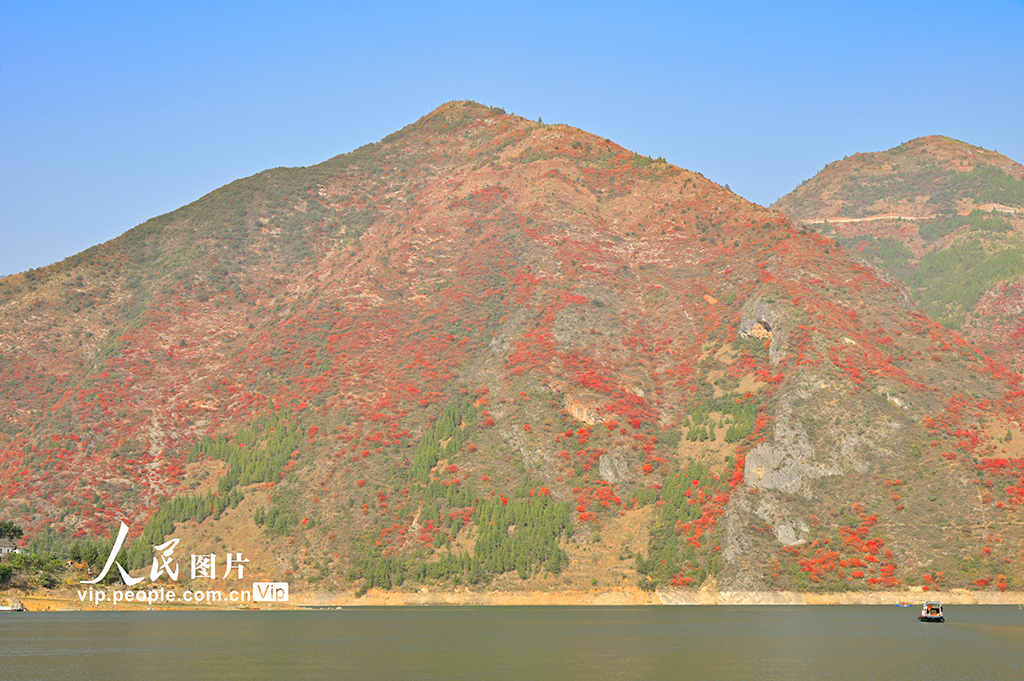 重慶：紅葉點綴長江兩岸 層林盡染美如畫【7】