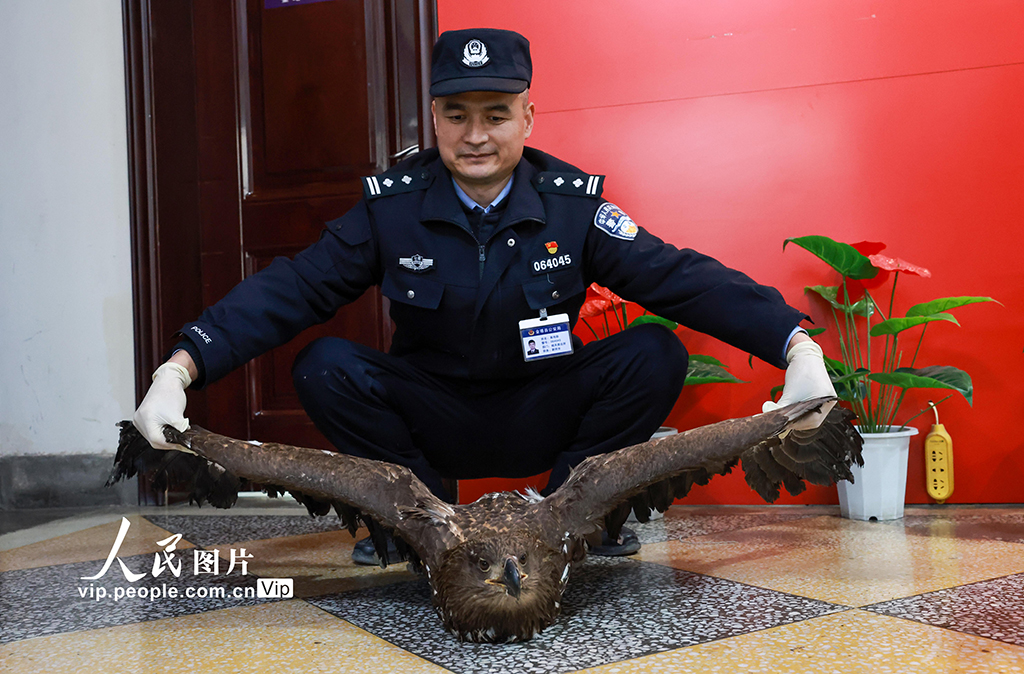 甘肅金塔：成功救助國家一級保護動物草原雕【3】