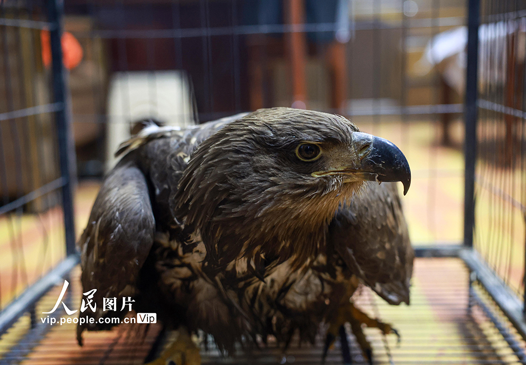 甘肅金塔：成功救助國家一級保護動物草原雕【2】