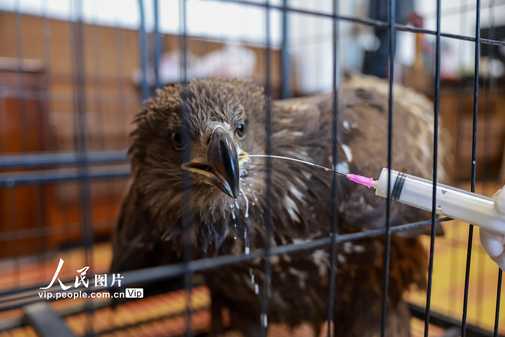 甘肅金塔：成功救助國家一級保護動物草原雕【4】