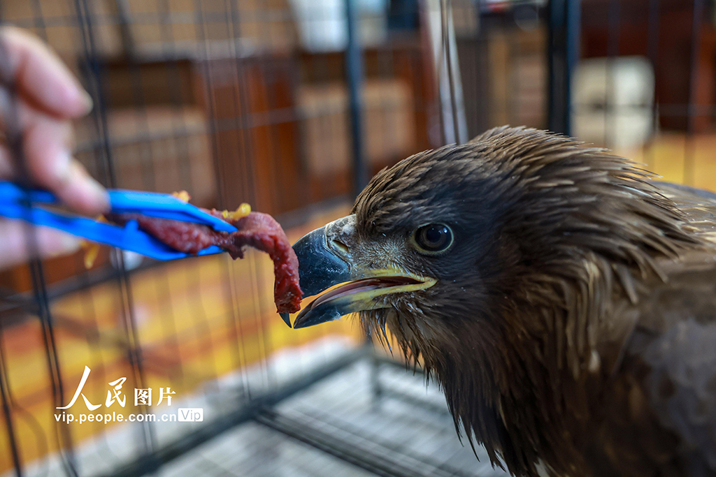 甘肅金塔：成功救助國家一級保護動物草原雕【5】
