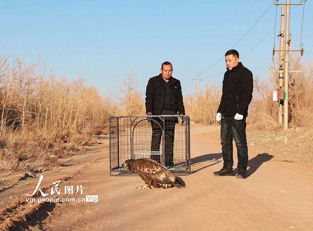 甘肅金塔：成功救助國家一級保護動物草原雕【6】