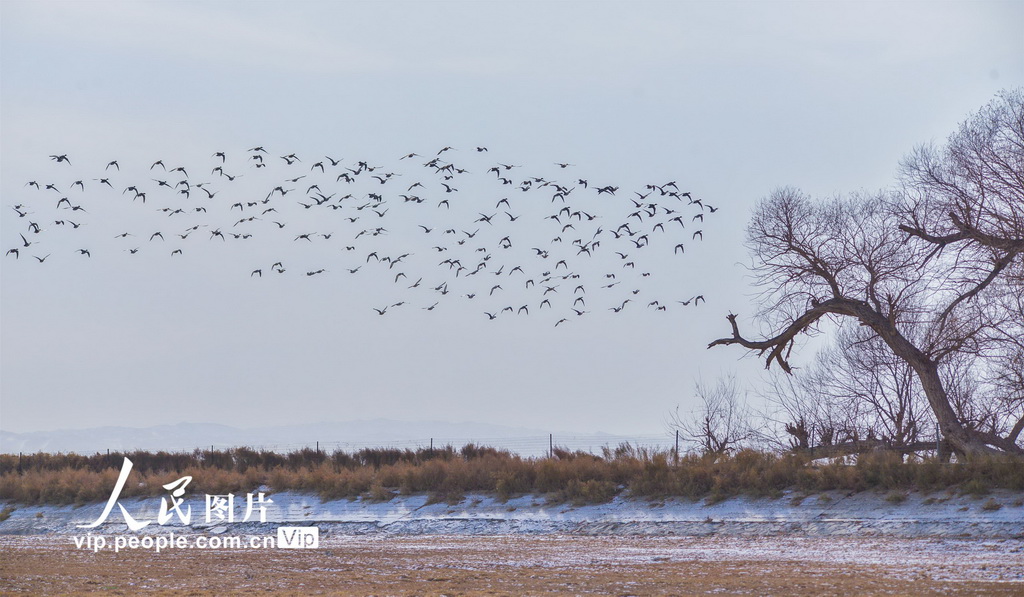 甘肅敦煌有個飛鳥樂園【2】