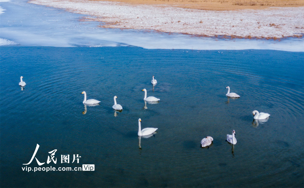 甘肅敦煌有個飛鳥樂園【3】