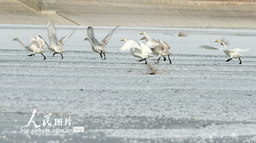 甘肅敦煌有個飛鳥樂園【4】